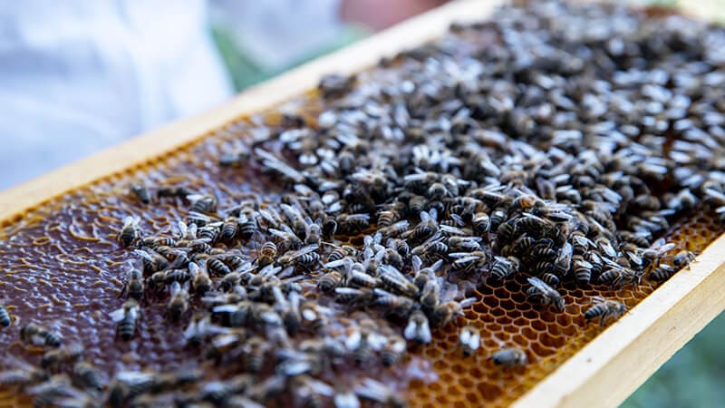 Bee hive for honey production