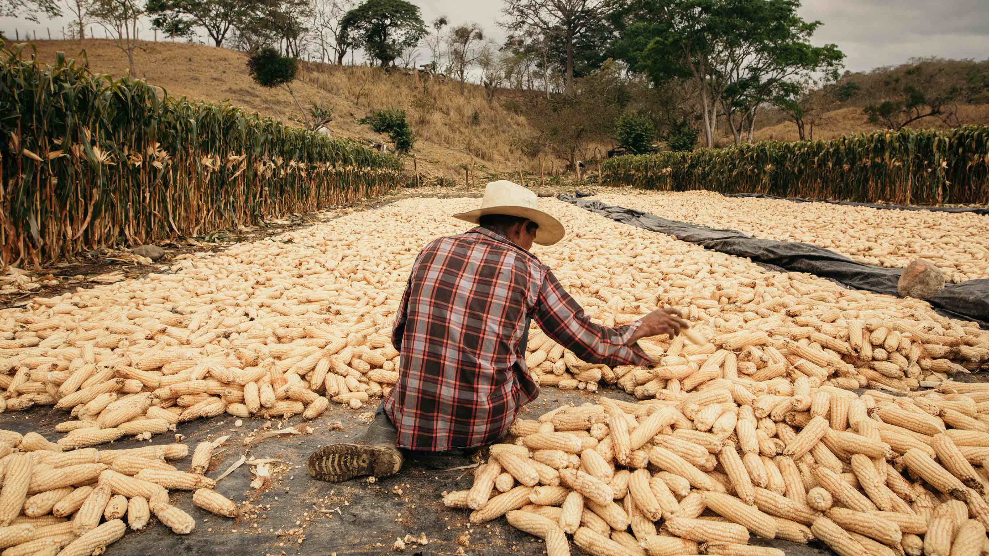 Farmer sorting cord cob