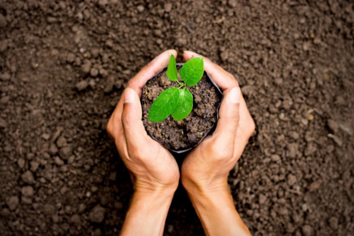 expo2020-planting-tree